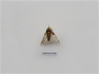藏品(尺蛾222)的圖片